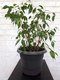 Миниатюра изображения товара Кашпо Gardenplast Примула (графитовый)
