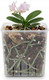 Миниатюра изображения товара Кашпо BOTANICA Clear квадратное (10.5см, прозрачный)
