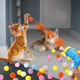 Миниатюра изображения товара Игрушка для животных Pet Paws Пистолет с мягкими шариками / JH160