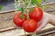 Миниатюра изображения товара Семена Агрофирма Партнер Томат Старпом F1 (10шт)