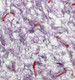 Миниатюра изображения товара Жидкие обои Bioplast 611