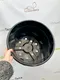 Миниатюра изображения товара Набор горшков для рассады GreenTerra С25 (10шт)