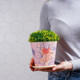 Миниатюра изображения товара Кашпо Доляна Жарден 7306175