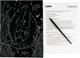 Миниатюра изображения товара Гравюра Lori Скретчинг. Морские обитатели. Дельфины / Гр-846