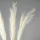 Миниатюра изображения товара Сухоцвет Sima-Land Пампасная трава 10629663