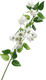 Искусственные цветы Poetry in flowers Клематис Эллен / 10935341 (белый) — фото 6