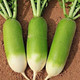 Миниатюра изображения товара Семена Sakata Редька Мисато Грин (50шт)