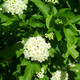 Саженец кустарника Красный клен Пузыреплодник калинолистный Little Greeny (50-60см) — фото 2