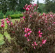 Саженец кустарника Красный клен Вейгела Nana Purpurea (40-50см) — фото 2