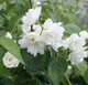 Миниатюра изображения товара Саженец кустарника Красный клен Чубушник Minnesota Snowflake (40-60см)