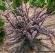 Саженец кустарника Красный клен Барбарис тунберга Atropurpurea (20-30см) — фото 2