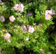 Саженец кустарника Красный клен Лапчатка кустарниковая Lovely Pink (20-30см) — фото 2