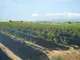 Миниатюра изображения товара Укрывной материал GreenTerra Агроткань Терратекс ПП 180 UV 130г/м2 (100м, черный)