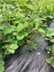 Миниатюра изображения товара Укрывной материал GreenTerra Агроткань Терратекс ПП 180 UV 130г/м2 (100м, черный)
