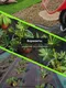 Миниатюра изображения товара Укрывной материал GreenTerra Агроткань Терратекс ПП 180 UV 130г/м2 (100м, черный)