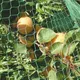 Миниатюра изображения товара Защитная сетка для растений Interlok Защита от птиц GB NET 5х5м