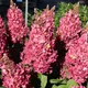 Миниатюра изображения товара Саженец кустарника Красный клен Гортензия метельчатая Mega Mindy (10-20см)