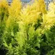 Миниатюра изображения товара Саженец дерева Красный клен Туя складчатая Goldy (20-30см)