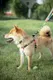 Миниатюра изображения товара Шлея M-PETS Urban Style / 10835299 (L)