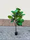 Миниатюра изображения товара Искусственное растение ForGarden Ficus Fiddle / BN11273