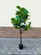 Миниатюра изображения товара Искусственное растение ForGarden Ficus Fiddle / BN11273