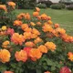 Миниатюра изображения товара Саженец кустарника Красный клен Роза Sahara
