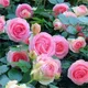 Миниатюра изображения товара Саженец кустарника Красный клен Роза Pierre de Ronsard Eden Rose