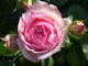 Миниатюра изображения товара Саженец кустарника Красный клен Роза Pierre de Ronsard Eden Rose