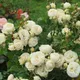 Миниатюра изображения товара Саженец кустарника Красный клен Роза Wedding Piano