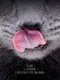 Миниатюра изображения товара Влажный корм для кошек Sheba Для взрослых кошек Паштет в желе. Форель креветка (75г)