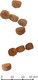 Миниатюра изображения товара Сухой корм для кошек Farmina N&D Grain Free Cat Chicken & Pomegranate Neutered (0.3кг)