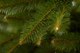 Миниатюра изображения товара Ель искусственная GreenTerra Бовари (2.5м)