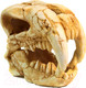 Миниатюра изображения товара Декорация для аквариума Deksi Череп динозавра №1002