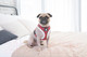 Шлея-жилетка для животных Puppia Blitzen-A / PAQD-AC1470-CR-XL (красный/клетка) — фото 6
