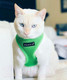 Миниатюра изображения товара Шлея-жилетка для животных Puppia Soft Vest / PAHA-AH305-GR-S (зеленый)