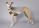 Миниатюра изображения товара Жилетка для животных Scruffs Insect Shield / 937058 (M)