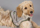 Миниатюра изображения товара Жилетка для животных Scruffs Insect Shield / 937058 (M)