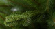 Миниатюра изображения товара Ель искусственная GreenTerra Натурелли (2.2м)