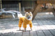 Миниатюра изображения товара Комбинезон для животных Puppia Jumpesuit А / PAPD-JM1672-MS-XL (горчичный)