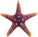 Миниатюра изображения товара Декорация для аквариума Laguna Морская звезда / 74004166