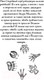 Миниатюра изображения товара Книга Эксмо День огня (Брандис К.)