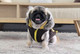Миниатюра изображения товара Жилетка для животных Puppia Orson / PARD-VT1569-BR-XXL (XXL, коричневый)