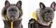 Миниатюра изображения товара Жилетка для животных Puppia Orson / PARD-VT1569-BR-XXL (XXL, коричневый)