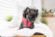 Миниатюра изображения товара Жилетка для животных Puppia Orson / PARD-VT1569-RD-XXL (XXL, красный)
