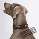 Миниатюра изображения товара Ошейник Halti Collar / HC006 (XS, голубой)