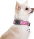 Миниатюра изображения товара Ошейник DOOG Toto / COLPBS-L (розовый с узором)