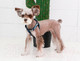 Миниатюра изображения товара Шлея Puppia Bobby X / PARA-HX1523-NC-S (синий камуфляж)