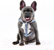 Миниатюра изображения товара Шлея Puppia Bobby X / PARA-HX1523-NC-S (синий камуфляж)
