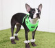Миниатюра изображения товара Шлея-жилетка для животных Puppia Neon Soft / PAQA-AC1430-GR-L (салатовый)