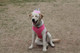 Миниатюра изображения товара Шлея-жилетка для животных Puppia Soft Vest / PAHA-AH305-PK-S (розовый)